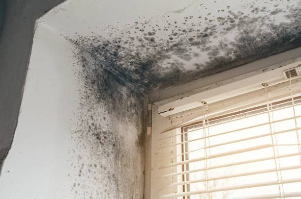 Affordable Bathroom Mold Removal solutions in Columbia, IL